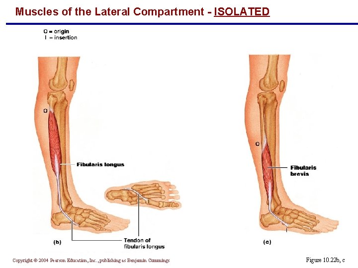 Muscles of the Lateral Compartment - ISOLATED Copyright © 2004 Pearson Education, Inc. ,