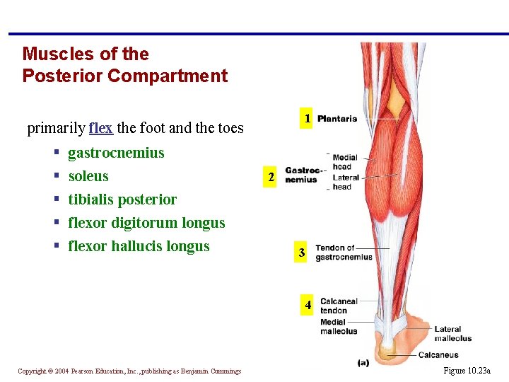 Muscles of the Posterior Compartment 1 primarily flex the foot and the toes §