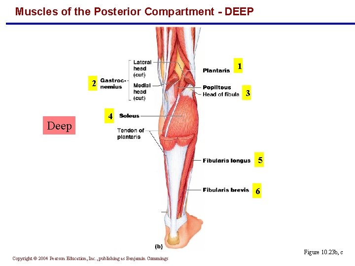 Muscles of the Posterior Compartment - DEEP 1 2 Deep 3 4 5 6