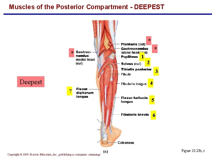 Muscles of the Posterior Compartment - DEEPEST * * * 1 2 3 Deepest