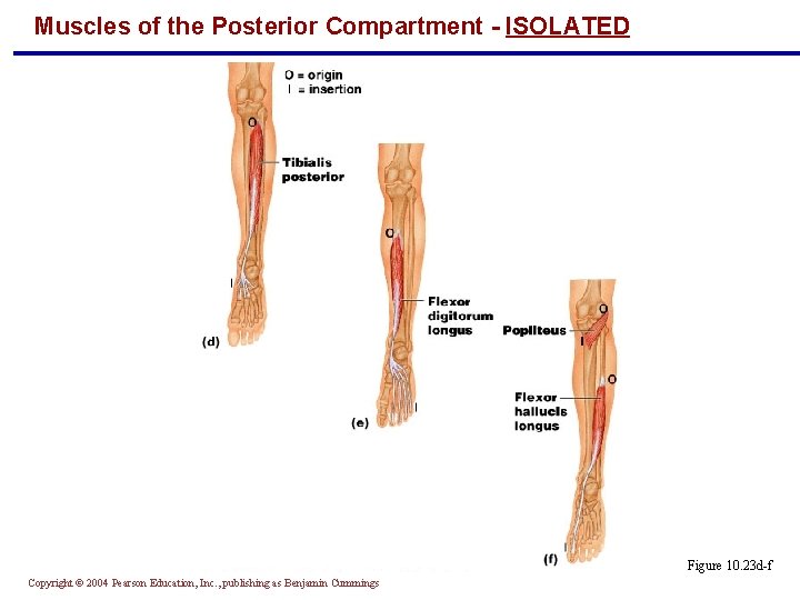 Muscles of the Posterior Compartment - ISOLATED Figure 10. 23 d-f Copyright © 2004