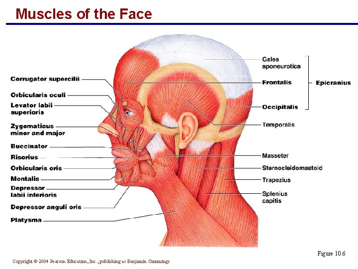 Muscles of the Face Figure 10. 6 Copyright © 2004 Pearson Education, Inc. ,