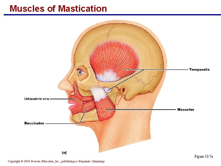 Muscles of Mastication Figure 10. 7 a Copyright © 2004 Pearson Education, Inc. ,