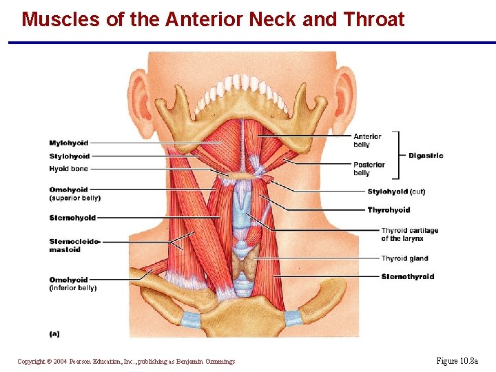 Muscles of the Anterior Neck and Throat Copyright © 2004 Pearson Education, Inc. ,