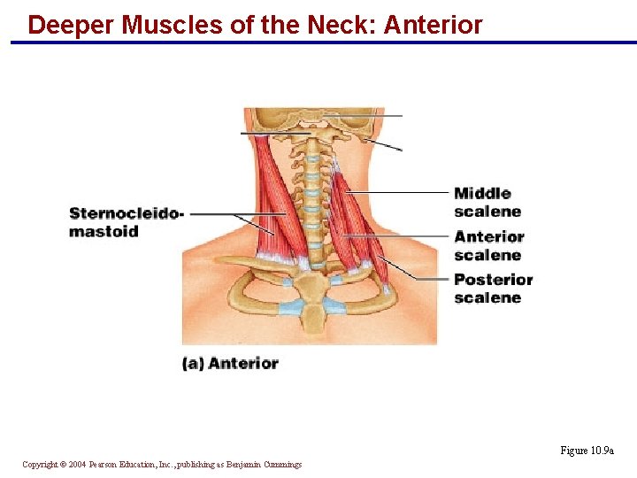 Deeper Muscles of the Neck: Anterior Figure 10. 9 a Copyright © 2004 Pearson