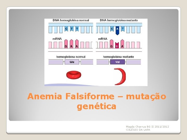 Anemia Falsiforme – mutação genética Magda Charrua BG II 2011/2012 COLÉGIO DA LAPA 