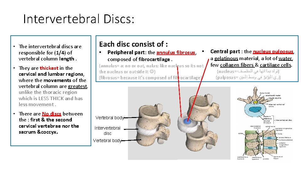 Intervertebral Discs: • The intervertebral discs are responsible for (1/4) of vertebral column length. Intervertebral Discs: • The intervertebral discs are responsible for (1/4) of vertebral column length.