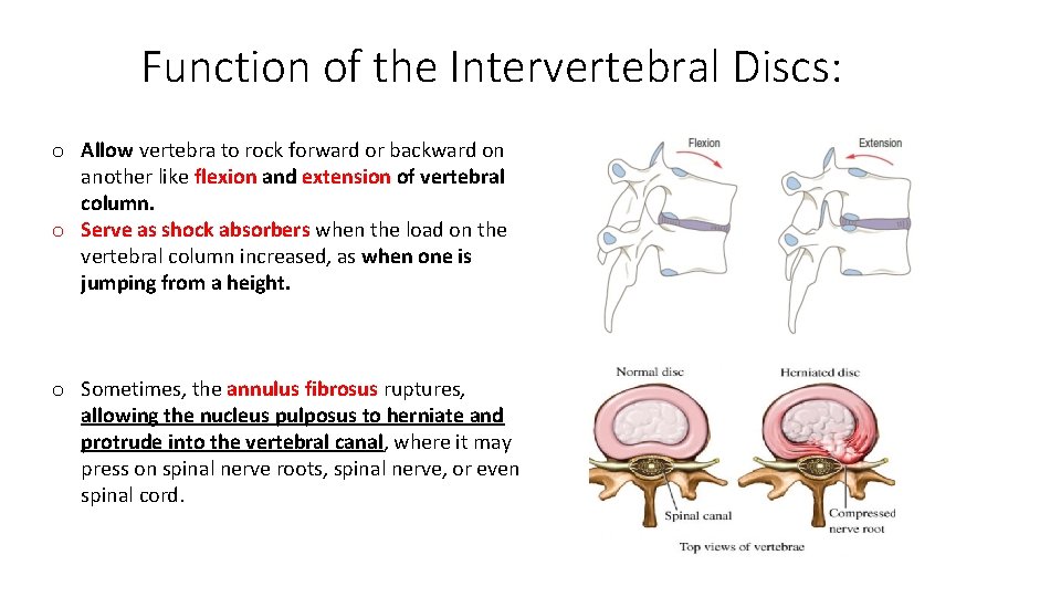 Function of the Intervertebral Discs: o Allow vertebra to rock forward or backward on Function of the Intervertebral Discs: o Allow vertebra to rock forward or backward on