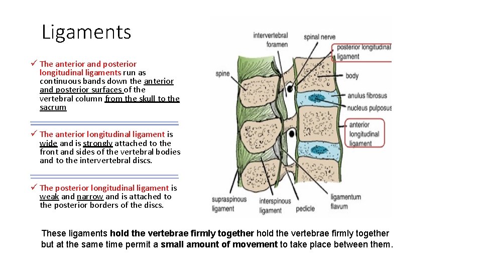 Ligaments ü The anterior and posterior longitudinal ligaments run as continuous bands down the Ligaments ü The anterior and posterior longitudinal ligaments run as continuous bands down the