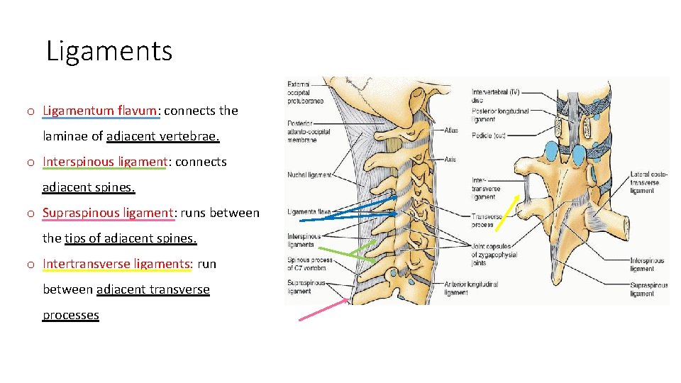 Ligaments o Ligamentum flavum: connects the laminae of adjacent vertebrae. o Interspinous ligament: connects Ligaments o Ligamentum flavum: connects the laminae of adjacent vertebrae. o Interspinous ligament: connects