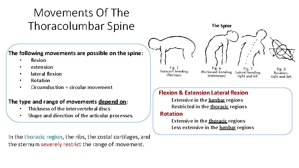 Movements Of The Thoracolumbar Spine The following movements are possible on the spine: • Movements Of The Thoracolumbar Spine The following movements are possible on the spine: •