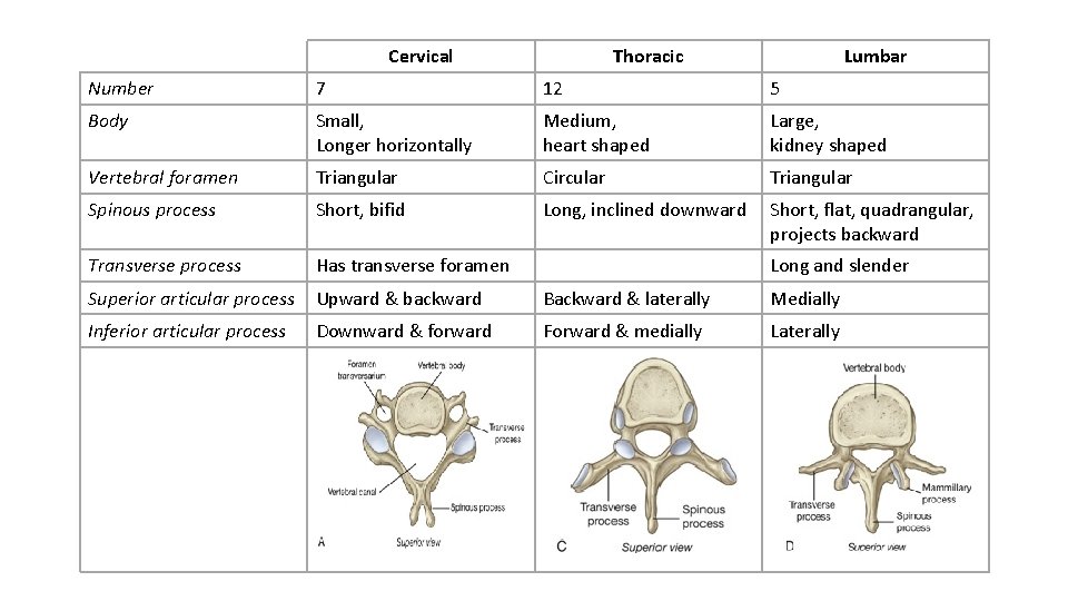 Cervical Thoracic Lumbar Number 7 12 5 Body Small, Longer horizontally Medium, heart shaped Cervical Thoracic Lumbar Number 7 12 5 Body Small, Longer horizontally Medium, heart shaped