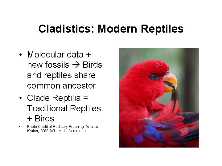 Cladistics: Modern Reptiles • Molecular data + new fossils Birds and reptiles share common