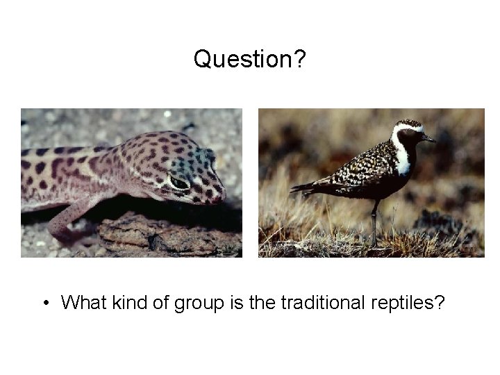 Question? • What kind of group is the traditional reptiles? 