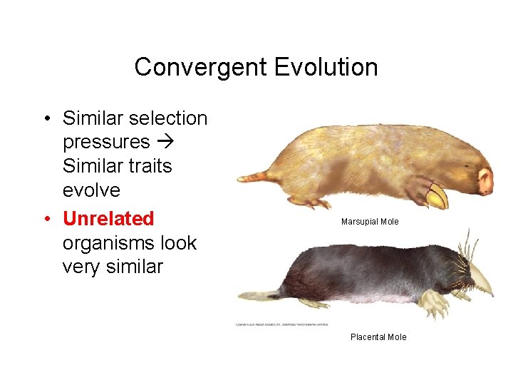 Convergent Evolution • Similar selection pressures Similar traits evolve • Unrelated organisms look very