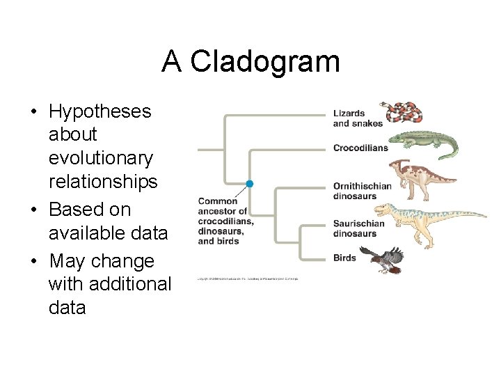 A Cladogram • Hypotheses about evolutionary relationships • Based on available data • May