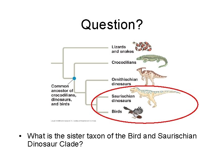 Question? • What is the sister taxon of the Bird and Saurischian Dinosaur Clade?