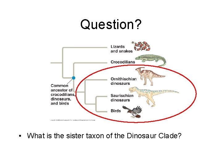 Question? • What is the sister taxon of the Dinosaur Clade? 