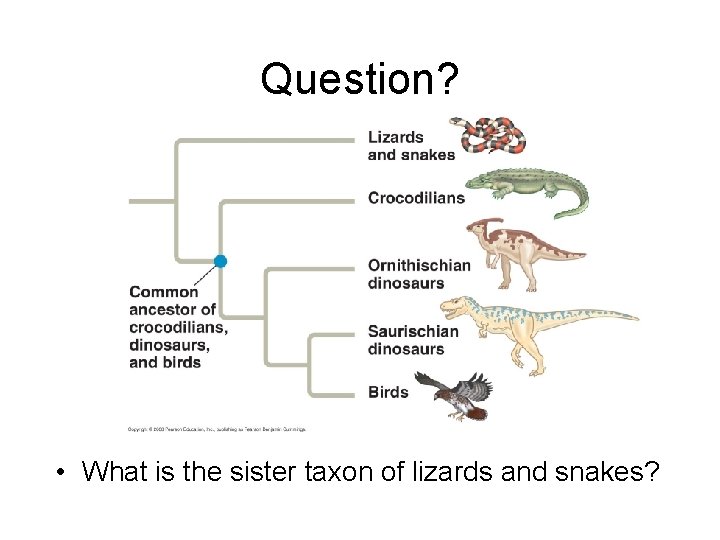 Question? • What is the sister taxon of lizards and snakes? 