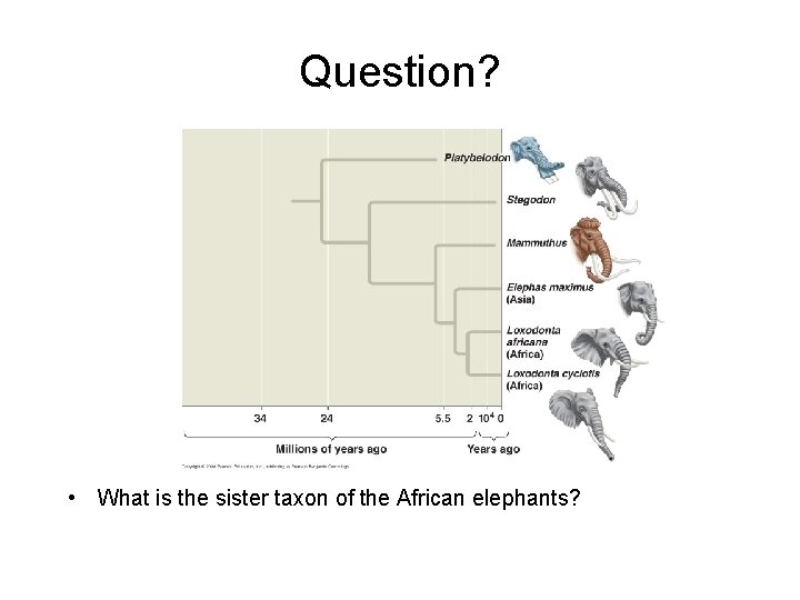 Question? • What is the sister taxon of the African elephants? 