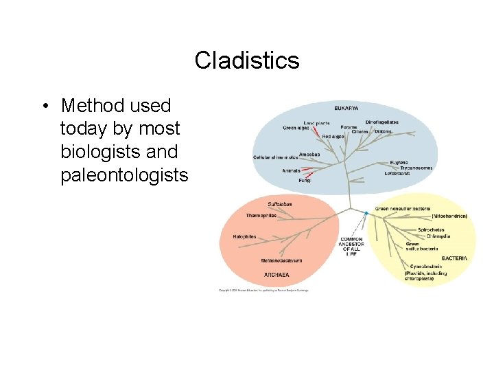 Cladistics • Method used today by most biologists and paleontologists 