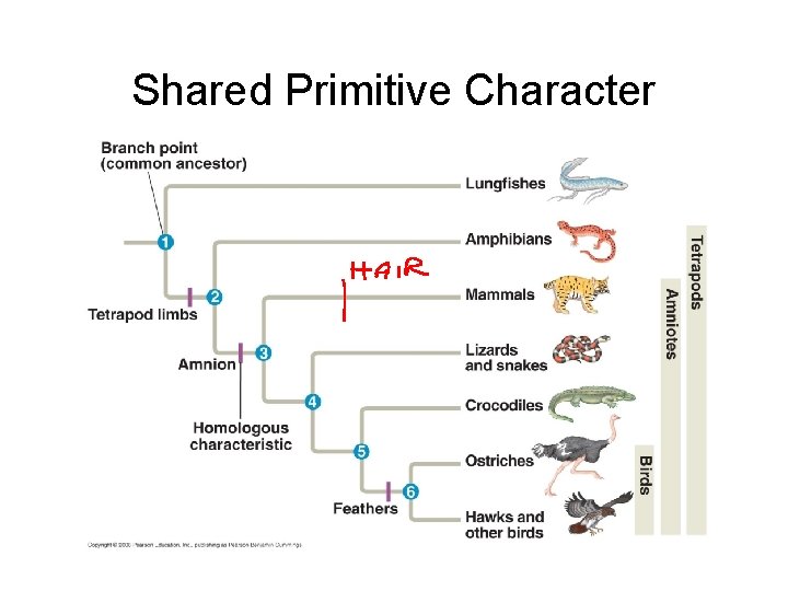 Shared Primitive Character 