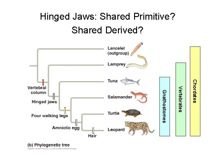 Hinged Jaws: Shared Primitive? Shared Derived? Chordates Vertebrates Gnathostomes 