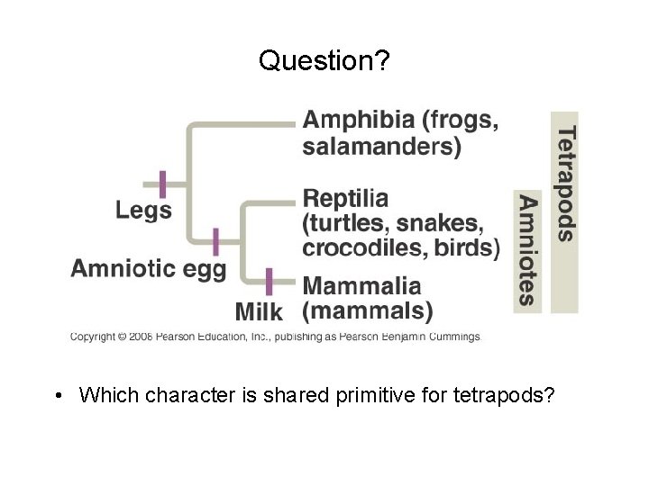 Question? • Which character is shared primitive for tetrapods? 