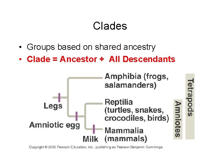 Clades • Groups based on shared ancestry • Clade = Ancestor + All Descendants