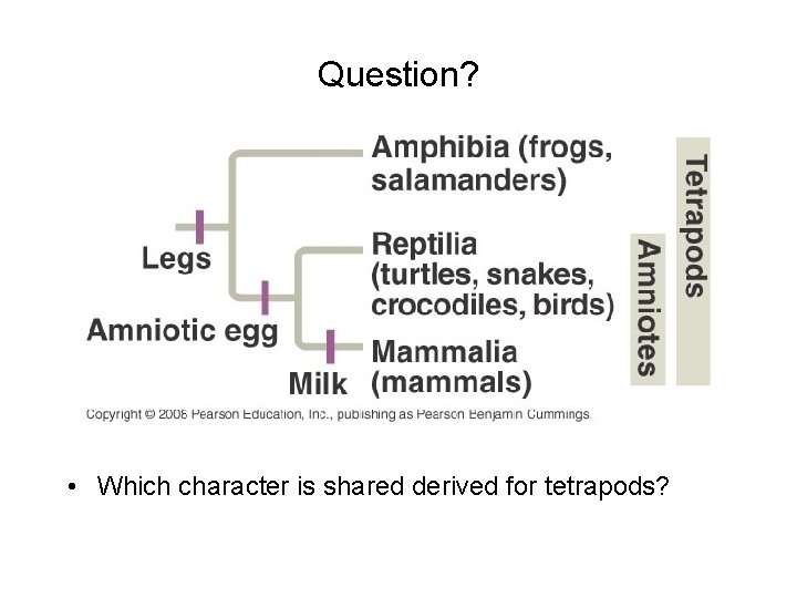 Question? • Which character is shared derived for tetrapods? 