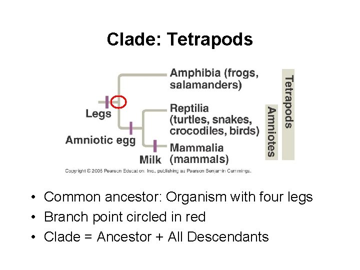 Clade: Tetrapods • Common ancestor: Organism with four legs • Branch point circled in