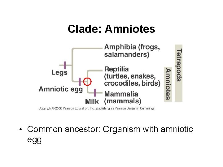 Clade: Amniotes • Common ancestor: Organism with amniotic egg 