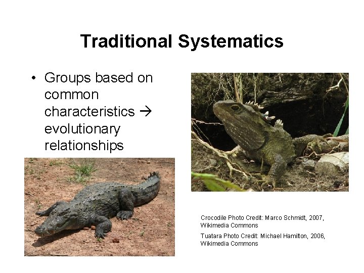 Traditional Systematics • Groups based on common characteristics evolutionary relationships Crocodile Photo Credit: Marco