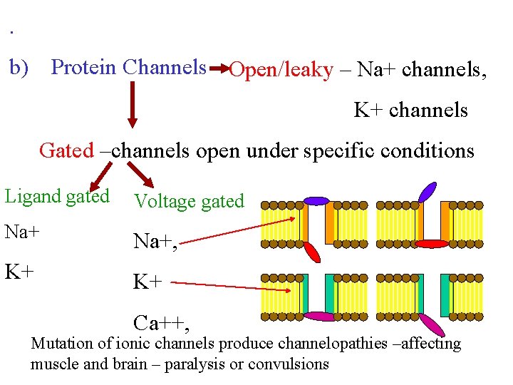 . b) Protein Channels Open/leaky – Na+ channels, K+ channels Gated –channels open under