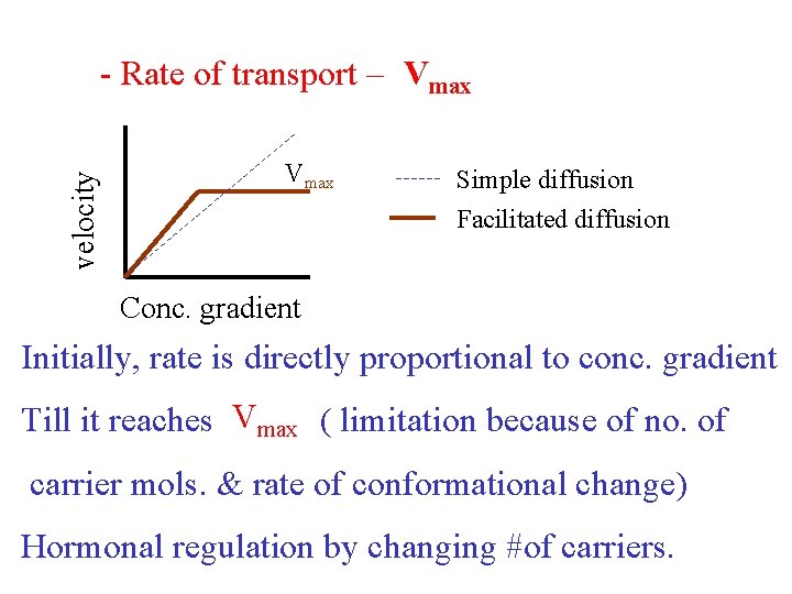 velocity - Rate of transport – Vmax Simple diffusion Facilitated diffusion Conc. gradient Initially,