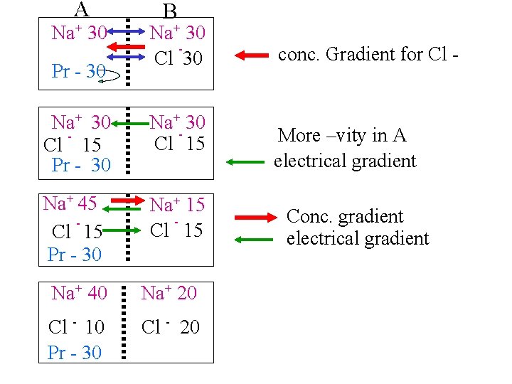 A Na+ 30 Pr - 30 B Na+ 30 Cl 30 Na+ 30 Cl
