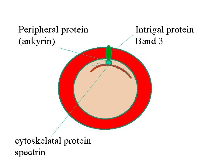 Peripheral protein (ankyrin) cytoskelatal protein spectrin Intrigal protein Band 3 