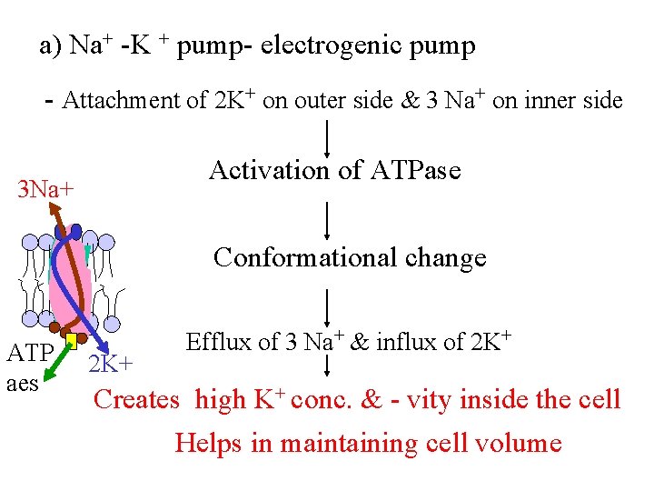 a) Na+ -K + pump- electrogenic pump - Attachment of 2 K+ on outer