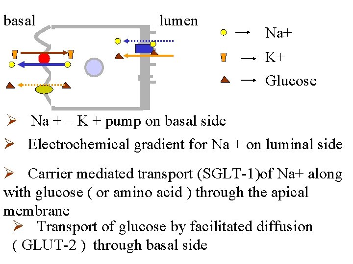 basal lumen Na+ K+ Glucose Ø Na + – K + pump on basal