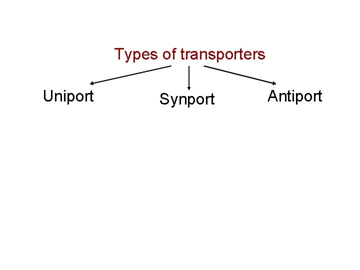 Types of transporters Uniport Synport Antiport 
