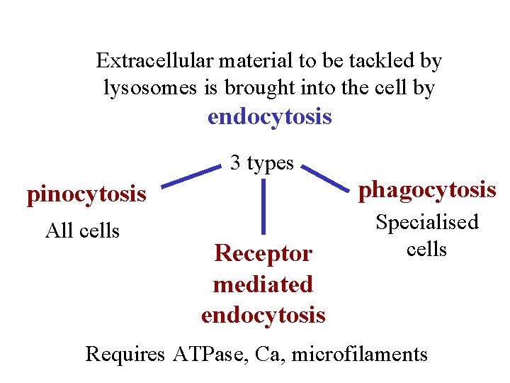 Extracellular material to be tackled by lysosomes is brought into the cell by endocytosis
