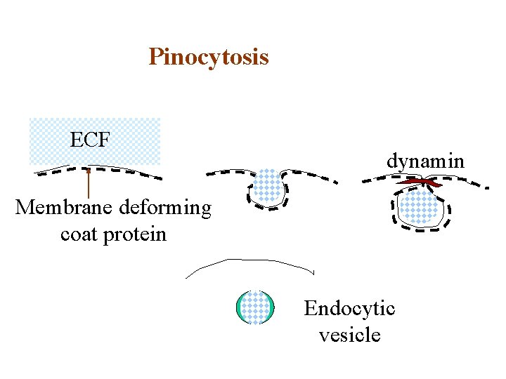 Pinocytosis ECF dynamin Membrane deforming coat protein Endocytic vesicle 