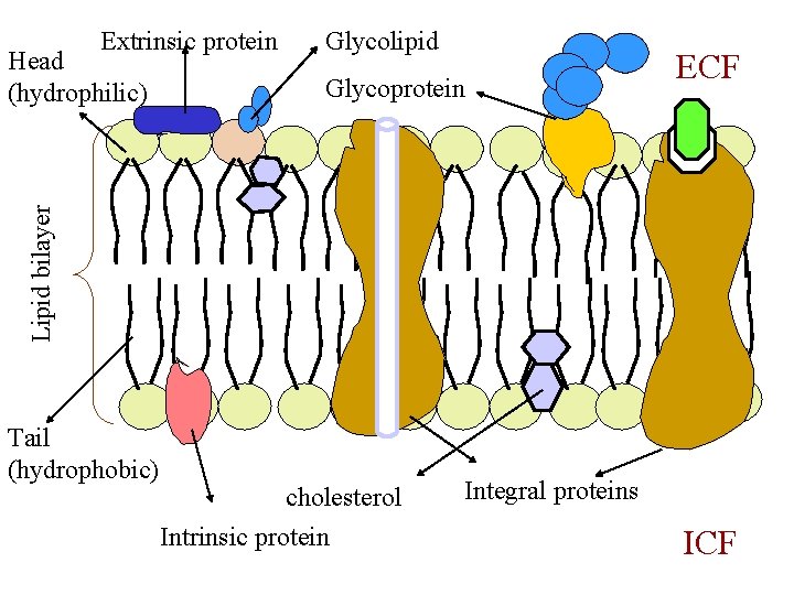 Extrinsic protein Glycoprotein ECF Lipid bilayer Head (hydrophilic) Glycolipid Tail (hydrophobic) cholesterol Intrinsic protein