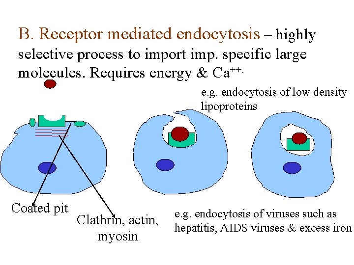 B. Receptor mediated endocytosis – highly selective process to import imp. specific large molecules.