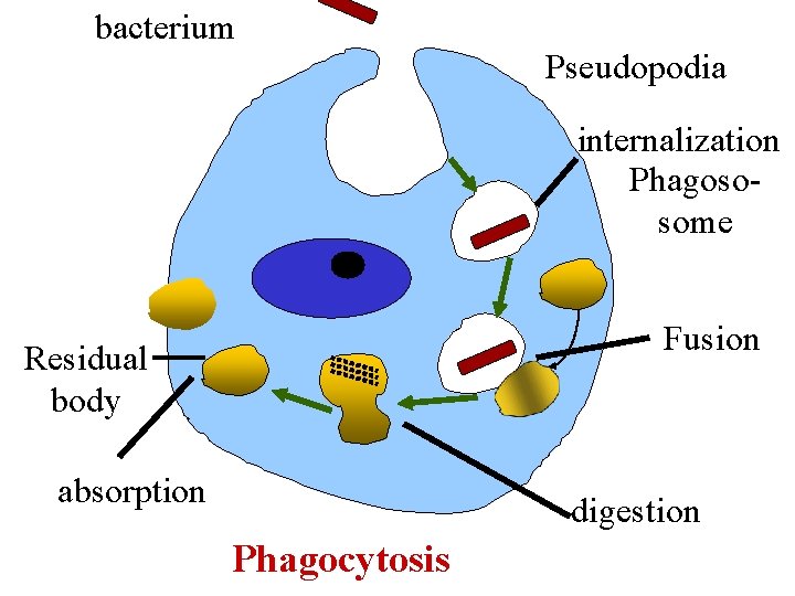 bacterium Pseudopodia internalization Phagososome Fusion Residual body absorption digestion Phagocytosis 