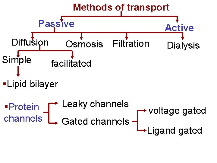 Methods of transport Passive Diffusion Simple Active Osmosis Filtration Dialysis facilitated §Lipid bilayer §Protein