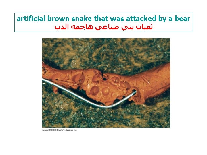 artificial brown snake that was attacked by a bear ﺛﻌﺒﺎﻥ ﺑﻨﻲ ﺻﻨﺎﻋﻲ ﻫﺎﺟﻤﻪ ﺍﻟﺪﺏ