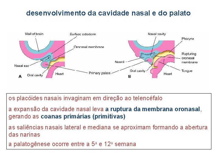 desenvolvimento da cavidade nasal e do palato os placóides nasais invaginam em direção ao