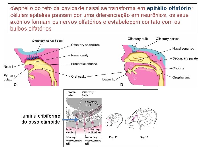 oepitélio do teto da cavidade nasal se transforma em epitélio olfatório: células epitelias passam