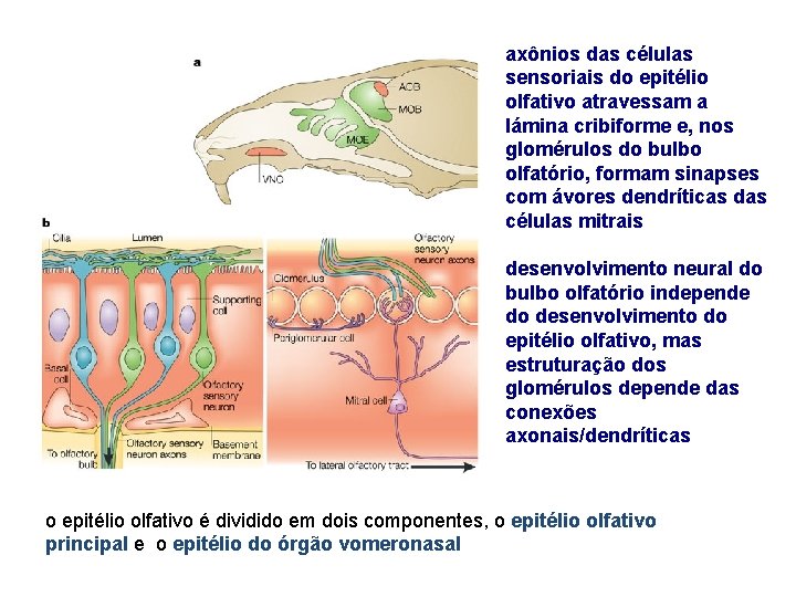 axônios das células sensoriais do epitélio olfativo atravessam a lámina cribiforme e, nos glomérulos